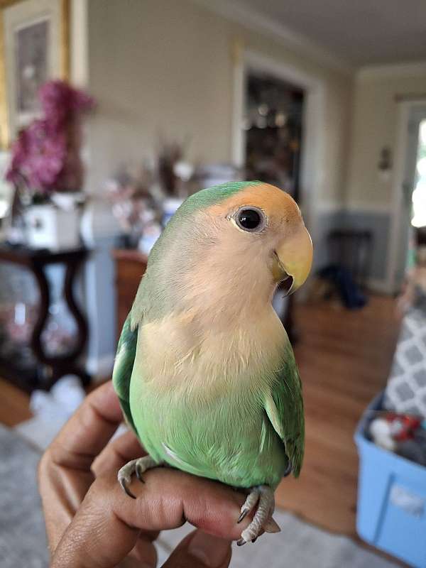 peach-faced-lovebird-for-sale