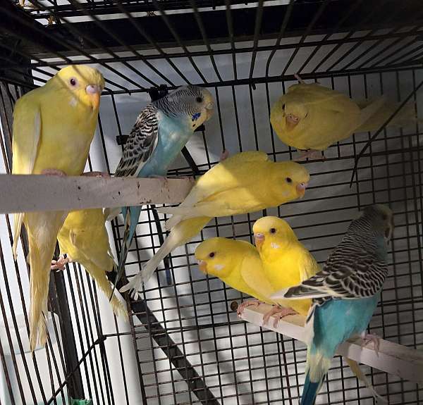 parakeet-for-sale