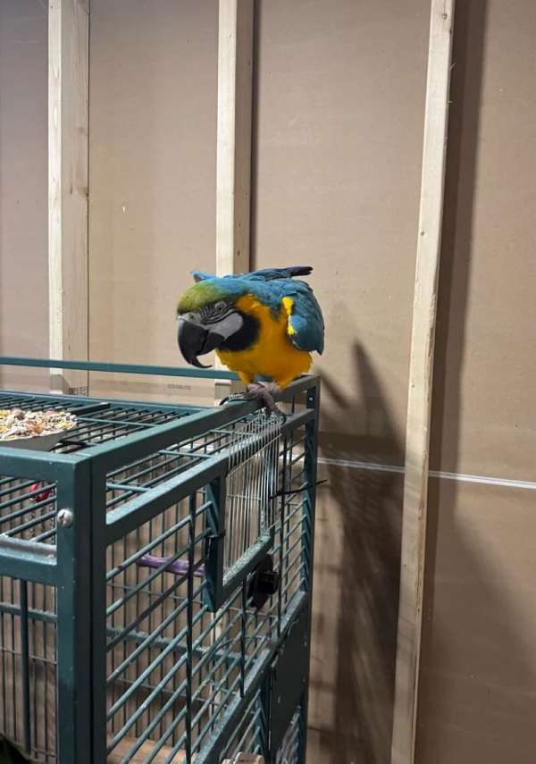 parrot-for-sale