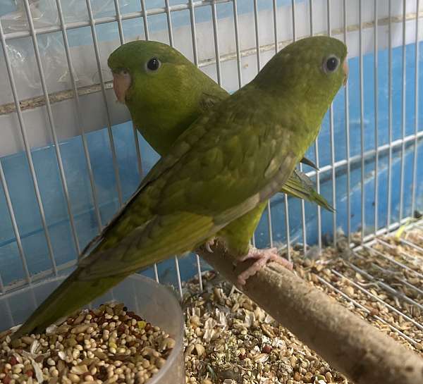 green-bird-for-sale-in-brightwaters-ny