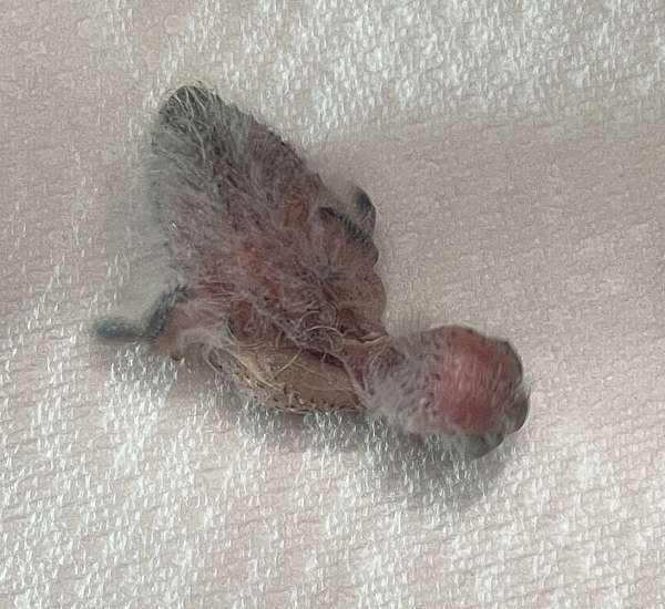 baby-lineolated-parakeet-for-sale