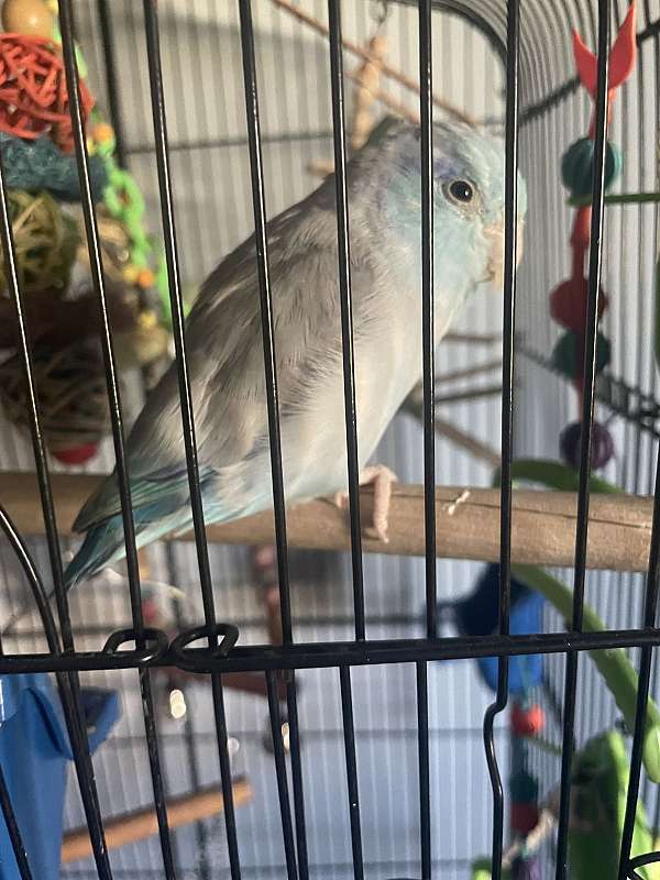 parrotlet-for-sale-in-lexington-oh