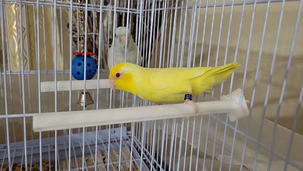 parrotlet-for-sale