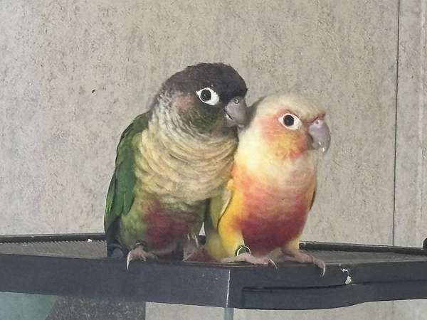 conure-for-sale-in-new-paris-in