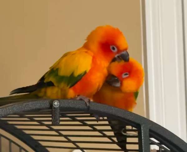 sun-conure-for-sale-in-helotes-tx