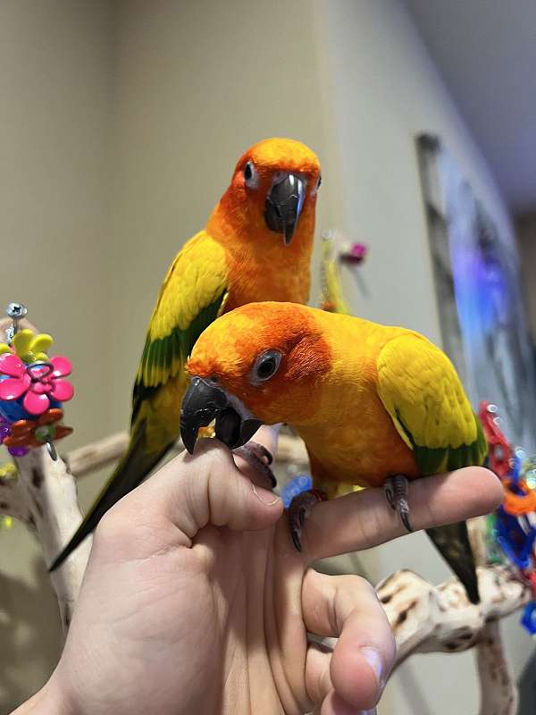 yellow-bird-for-sale-in-helotes-tx