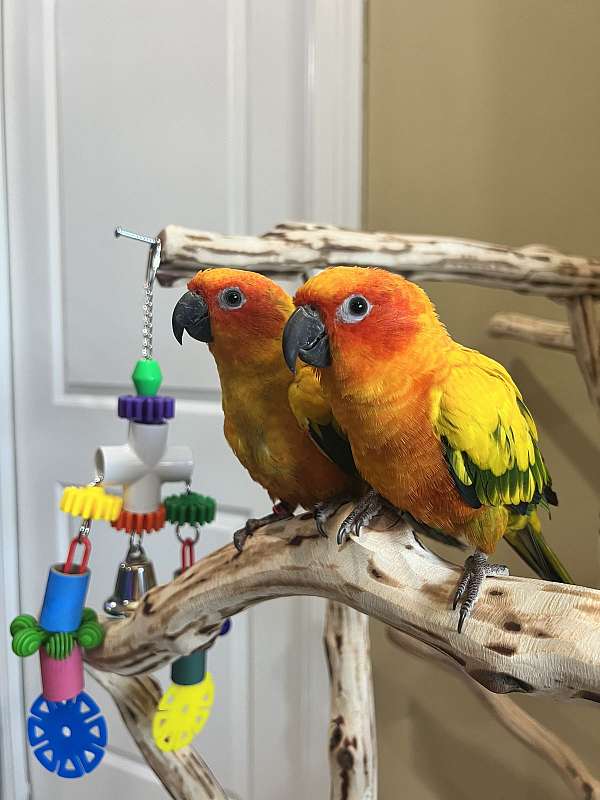 bonded-pair-bird-for-sale-in-helotes-tx