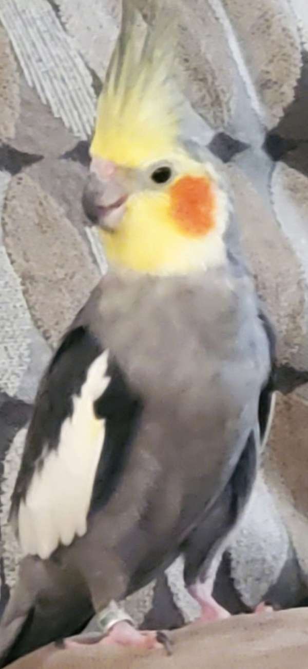 cockatiel-for-sale