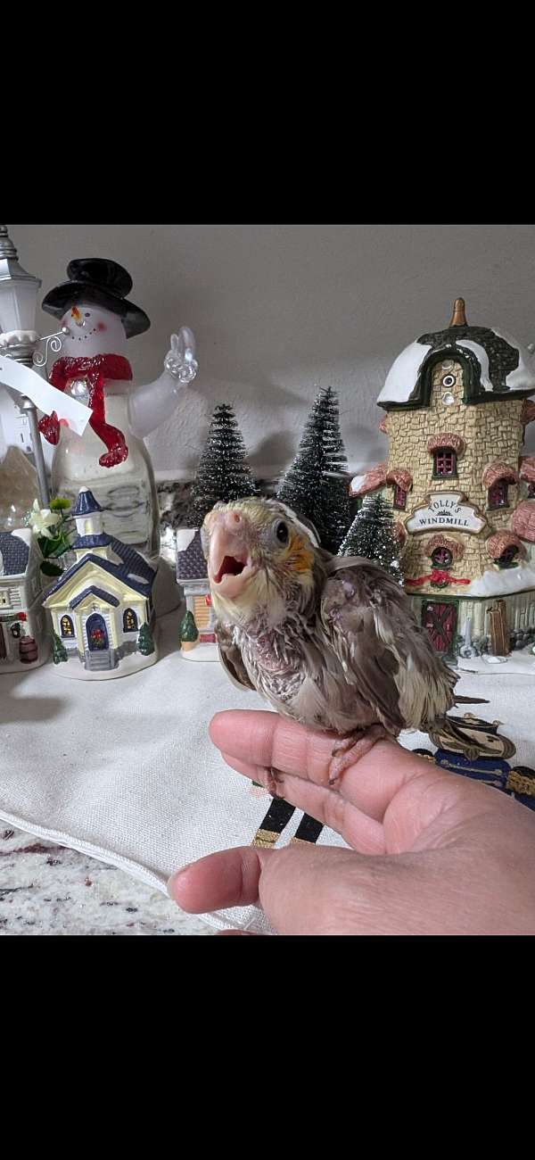 baby-cockatiel-for-sale