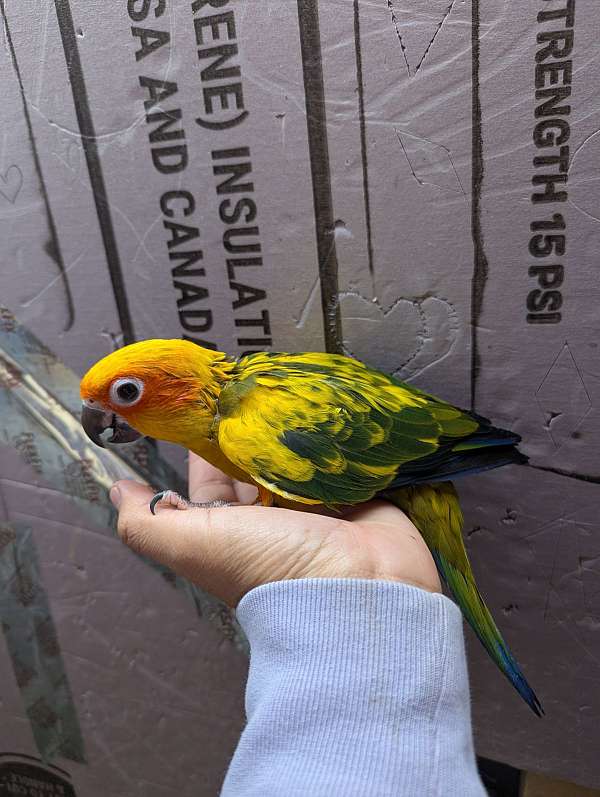 sun-conure-for-sale