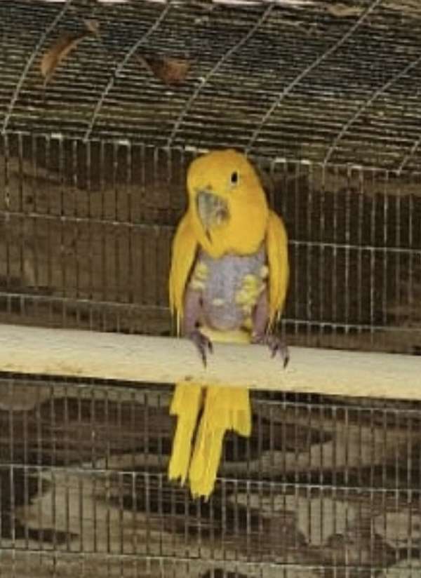 conure-golden-conure-for-sale-in-west-palm-beach-fl