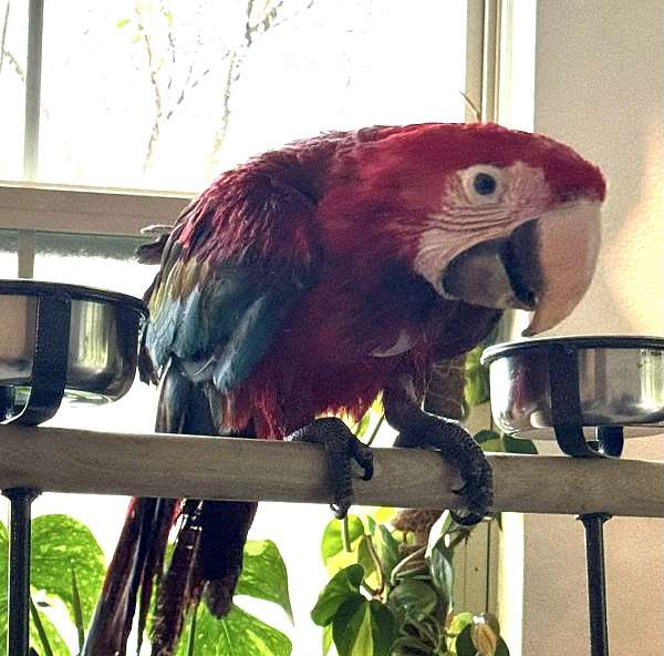 green-wing-macaw-for-sale-in-west-palm-beach-fl