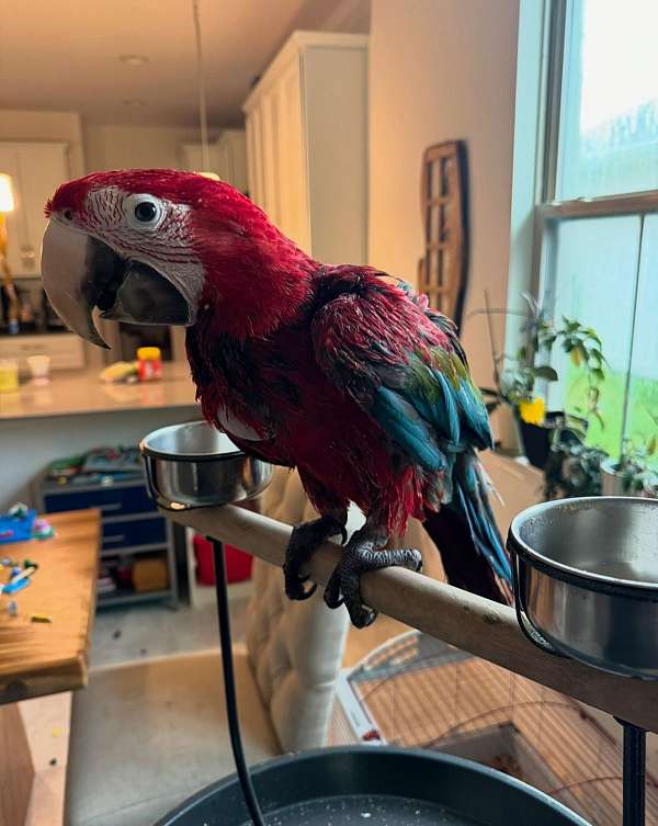 green-wing-macaw-for-sale-in-west-palm-beach-fl