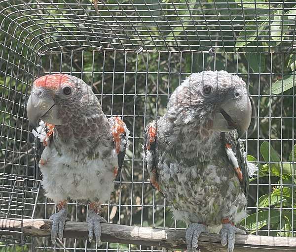 brown-necked-poicephalus-parrots-for-sale-in-west-palm-beach-fl