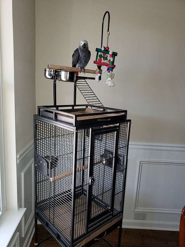 playful-talking-african-grey-parrot-parrot-for-sale