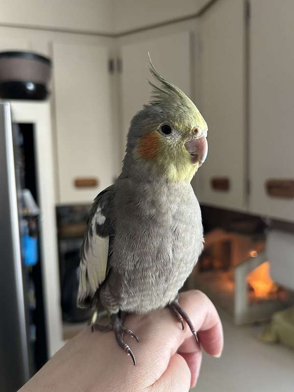 cockatiel-for-sale