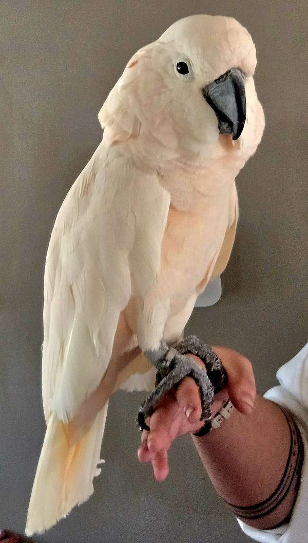 moluccan-cockatoo-for-sale-in-terre-haute-in