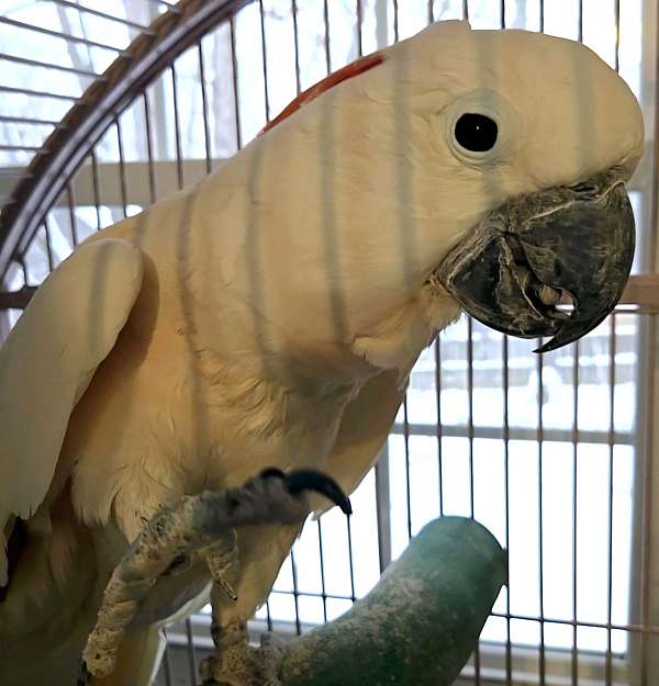 moluccan-cockatoo-for-sale-in-terre-haute-in