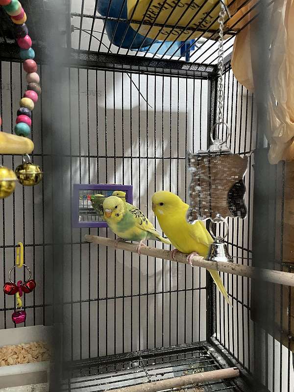 budgerigar-parakeet-for-sale-in-gainesville-va