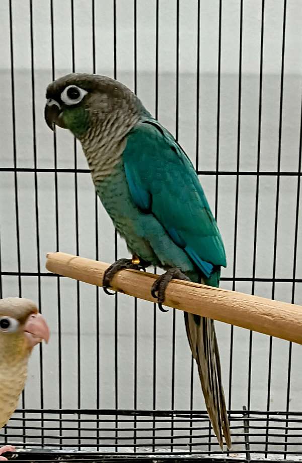 conure-for-sale