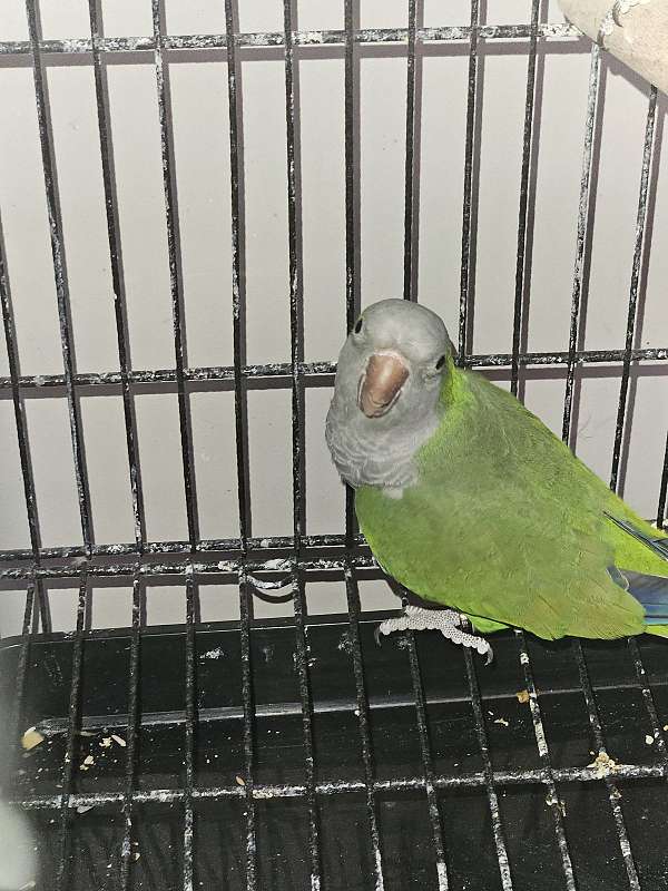 quaker-parrots-for-sale