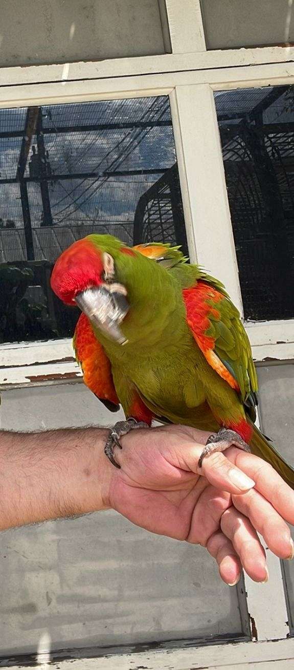 male-red-front-macaw-for-sale