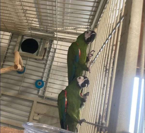 bonded-pair-severe-macaw-for-sale