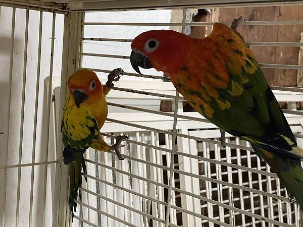 wild-sun-conure-for-sale