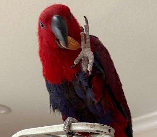 handfed-pet-bird-for-sale-in-fremont-ca