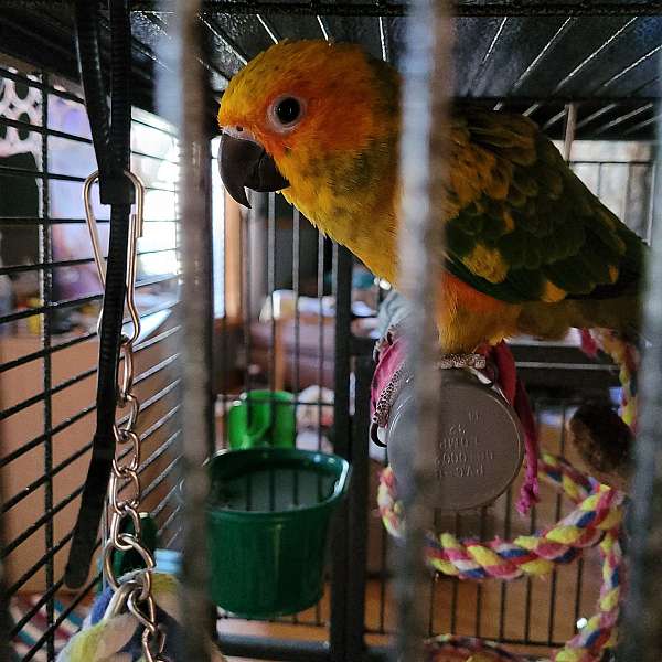 bonded-pair-bird-for-sale-in-naugatuck-ct