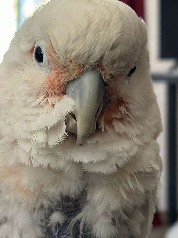 goffin-cockatoo-for-sale-in-chelsea-vt