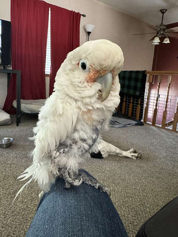 goffin-cockatoo-for-sale-in-pocatello-id