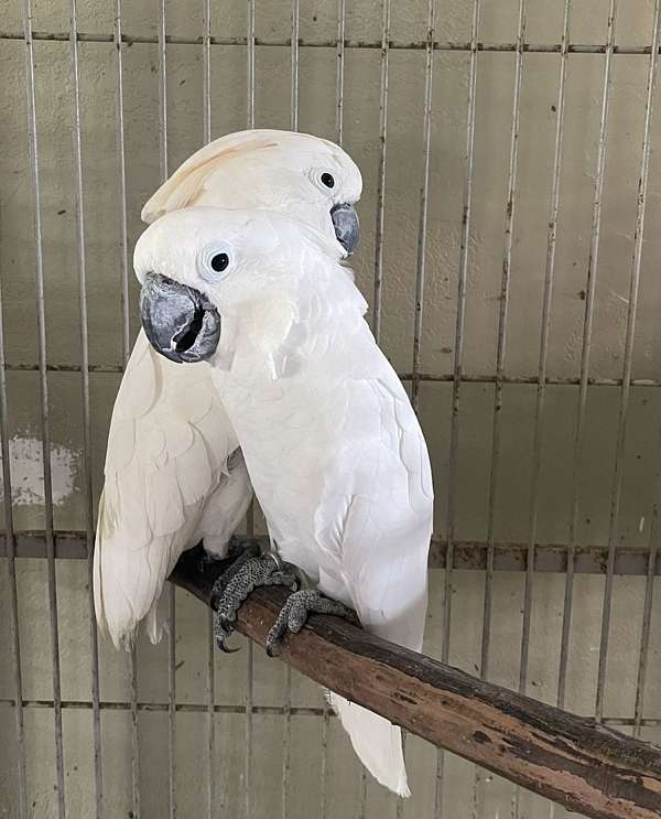 cockatoo-for-sale