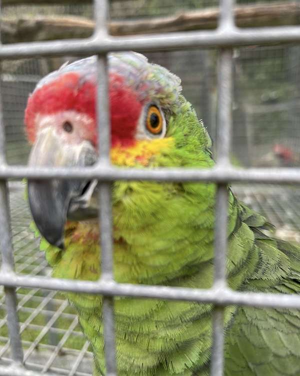 red-lored-amazon-parrot-for-sale-in-west-palm-beach-fl