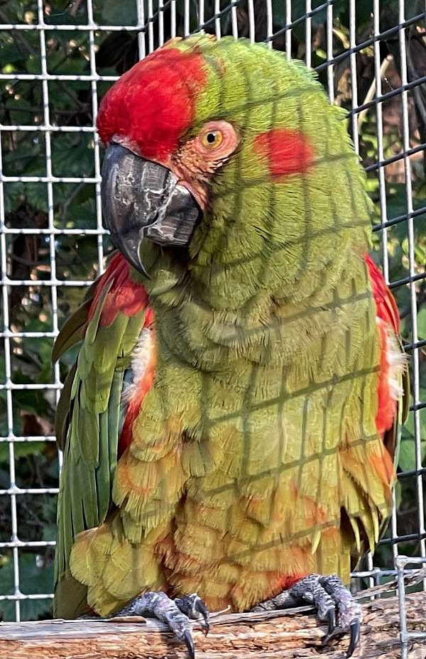 red-front-macaw-for-sale-in-west-palm-beach-fl