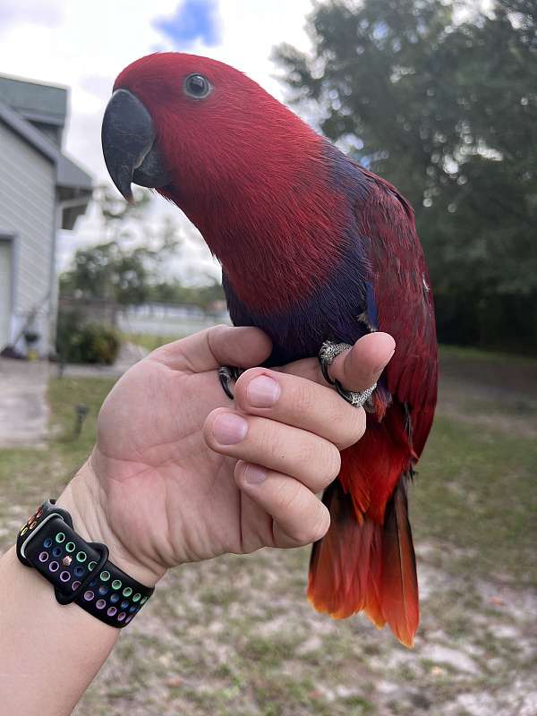 eclectus-parrots-for-sale-in-swansboro-nc