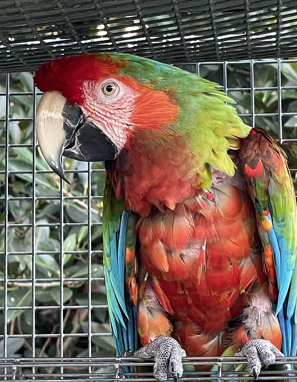 scarlet-macaw-military-macaw-for-sale