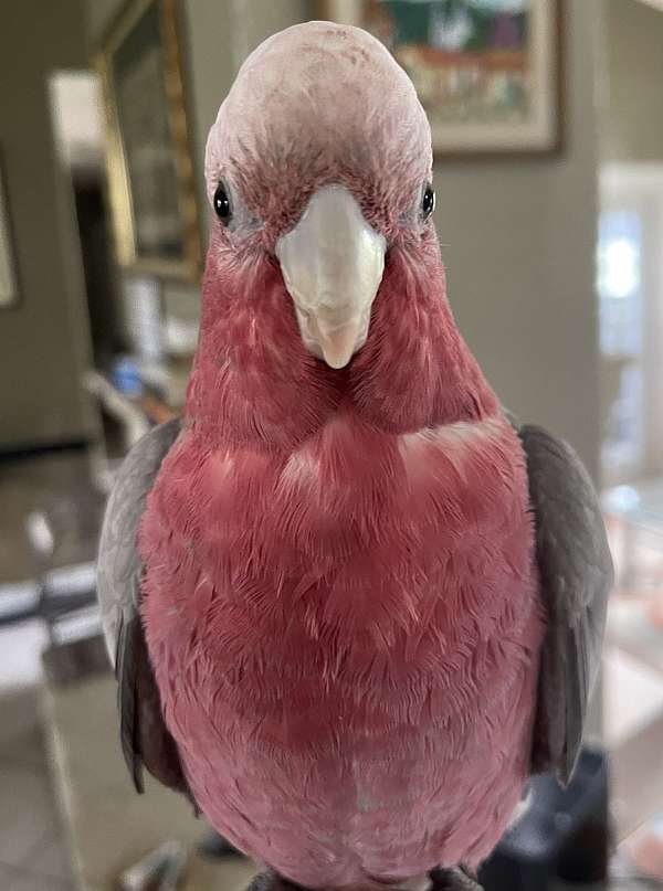 rose-breasted-cockatoo-for-sale