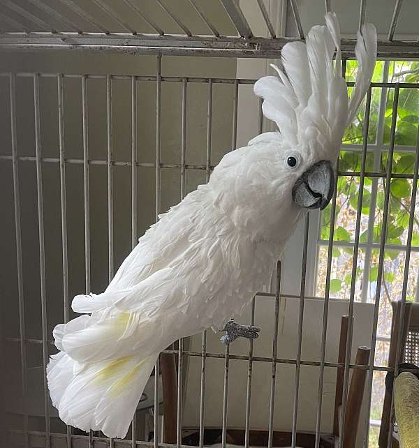 cockatoo-umbrella-cockatoo-for-sale-in-west-palm-beach-fl