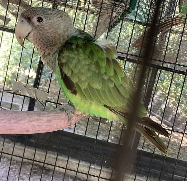 brown-necked-poicephalus-parrots-for-sale