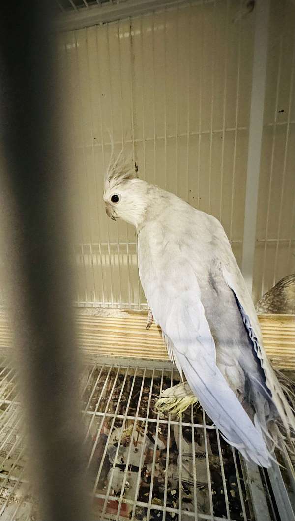 male-bird-for-sale-in-clarksburg-md