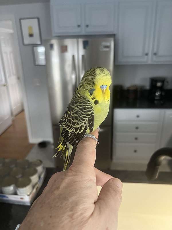 budgerigar-parakeet-for-sale-in-shelburne-falls-ma