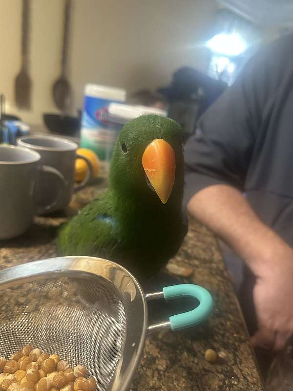 eclectus-parrots-for-sale-in-chesterfield-va