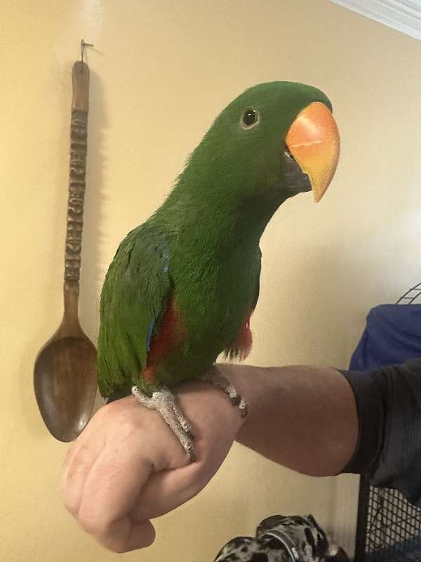 eclectus-parrots-for-sale