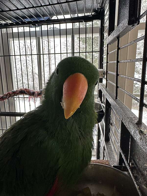 young-eclectus-parrots-for-sale