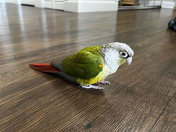 conure-for-sale-in-north-babylon-ny