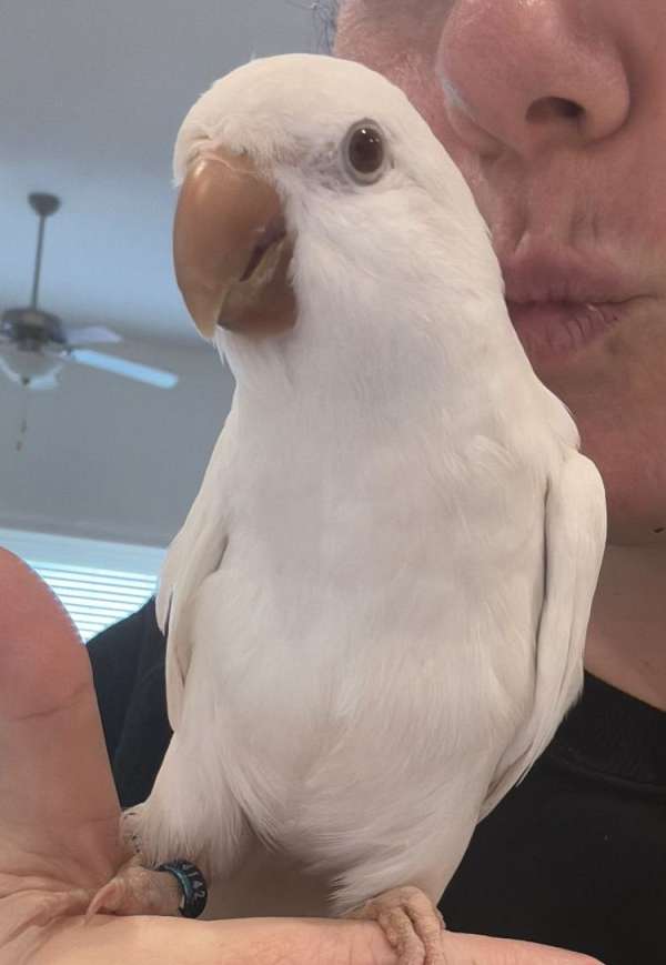 albino-white-bird-for-sale-in-conroe-tx