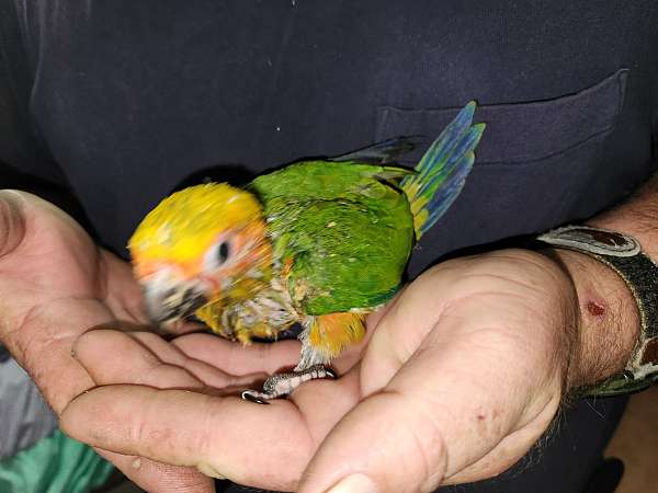 sun-conure-for-sale