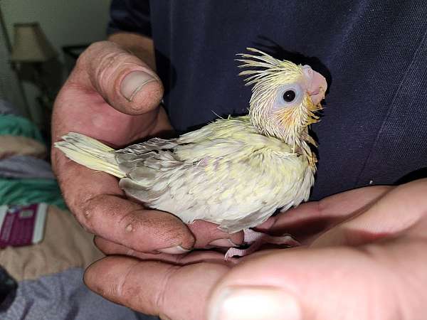 cinnamon-pearl-bird-for-sale-in-north-carolina