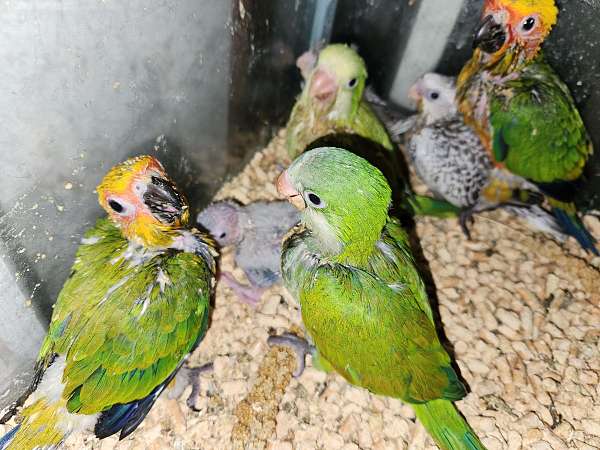 quaker-parrots-for-sale